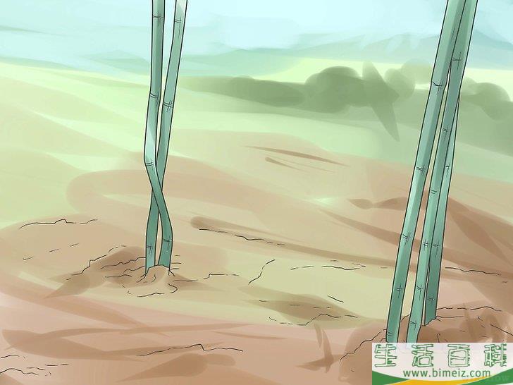怎么种竹子