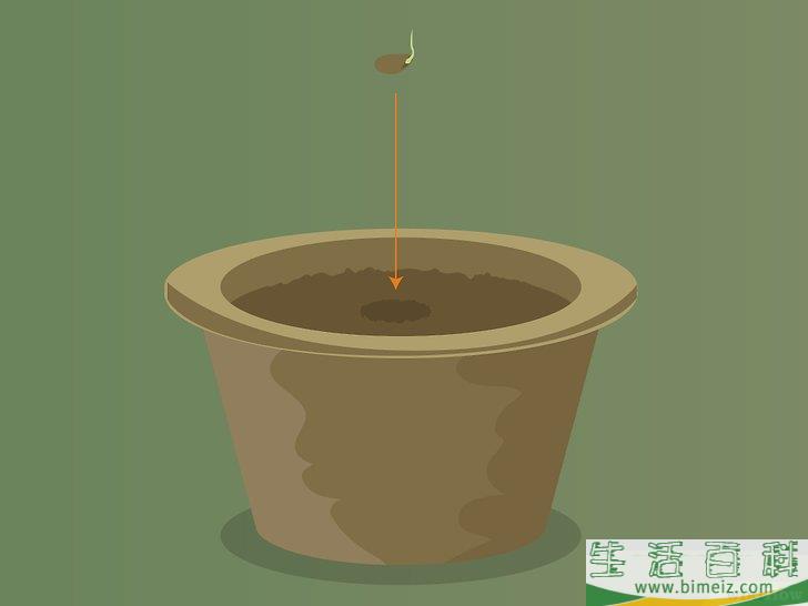 怎么种植医用大麻