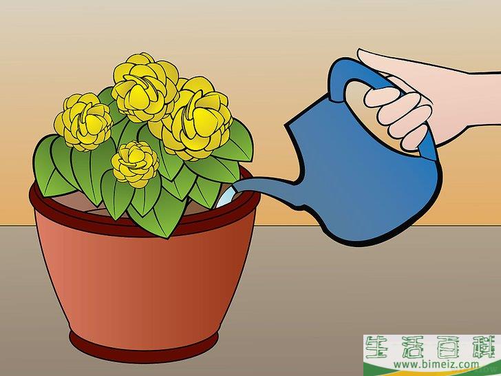 怎么种植秋海棠