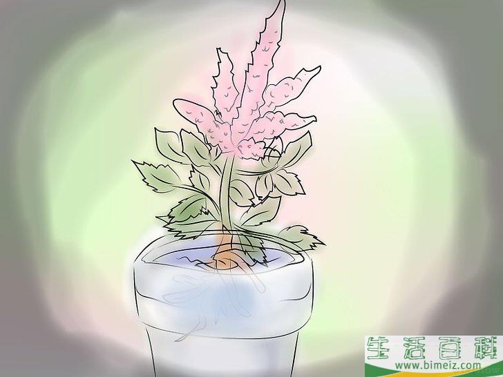 怎么种植落新妇