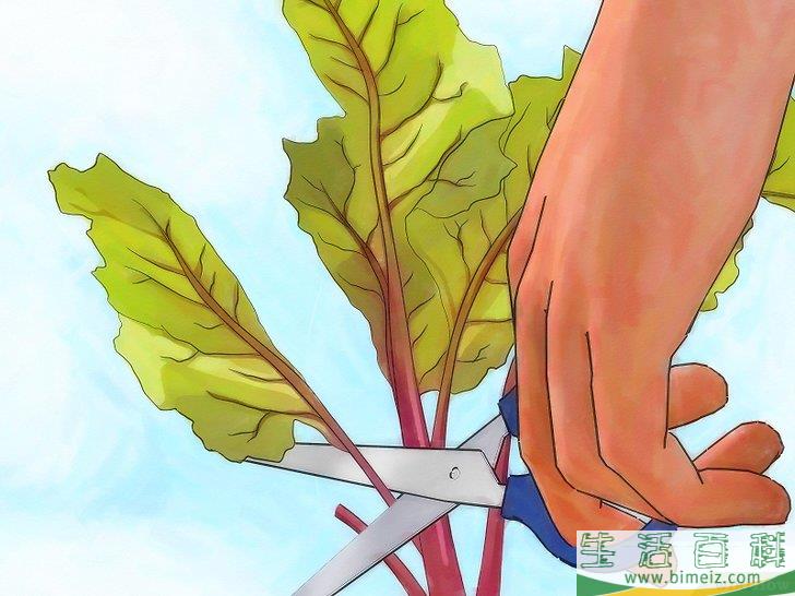 怎么种植萝卜
