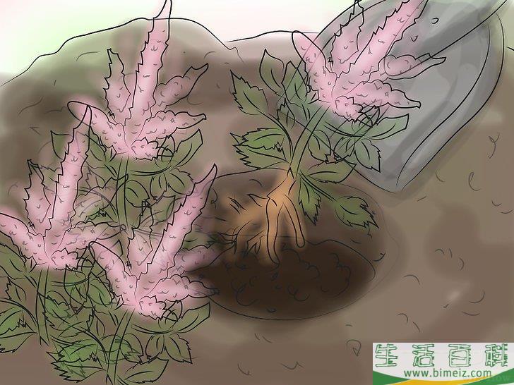 怎么种植落新妇