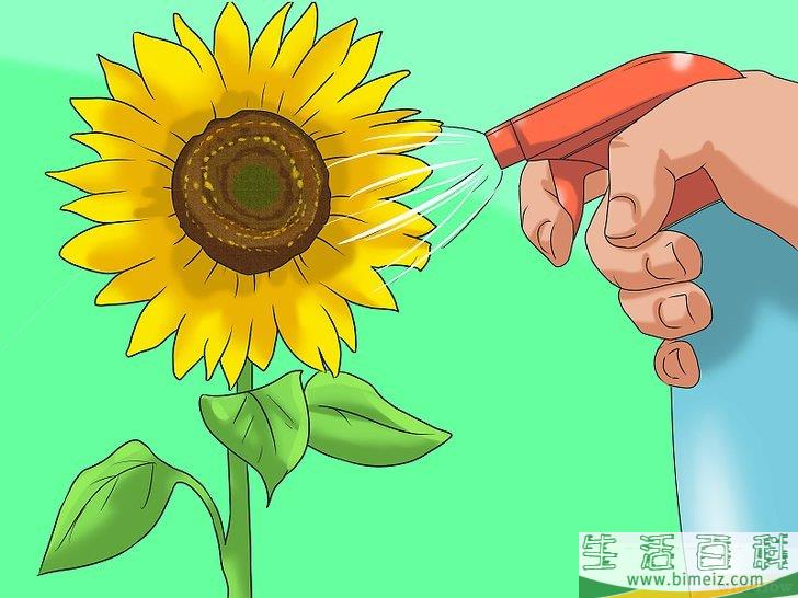 怎么种植向日葵