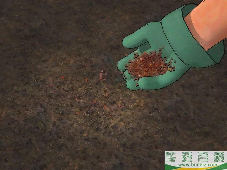 怎么种植萝卜
