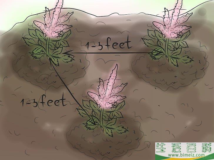 怎么种植落新妇