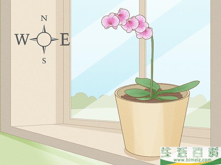 怎么修剪兰花