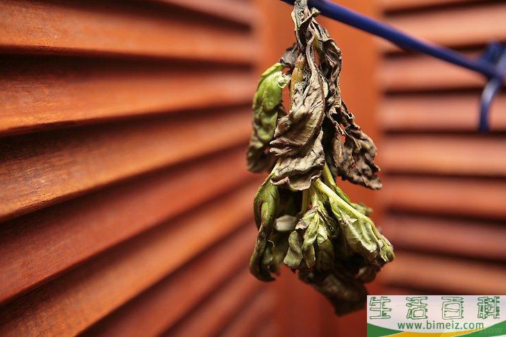 怎么风干罗勒叶