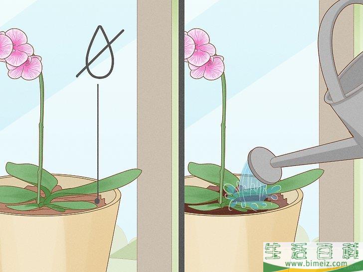怎么修剪兰花