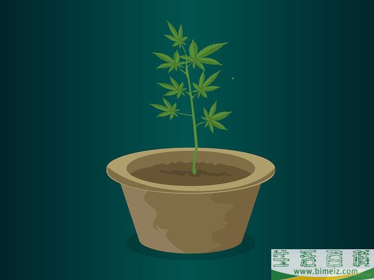 怎么种植医用大麻