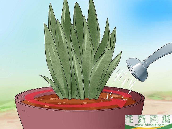 怎么照料虎皮兰