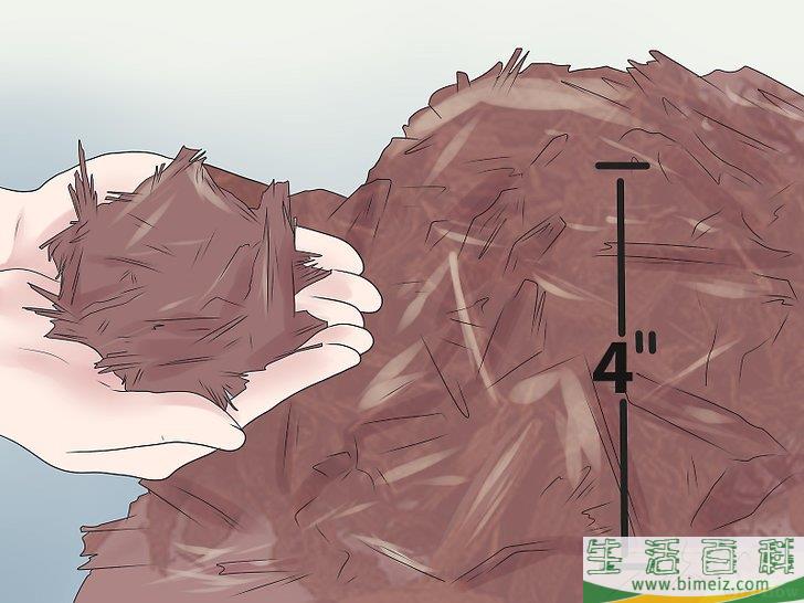 怎么种植向日葵