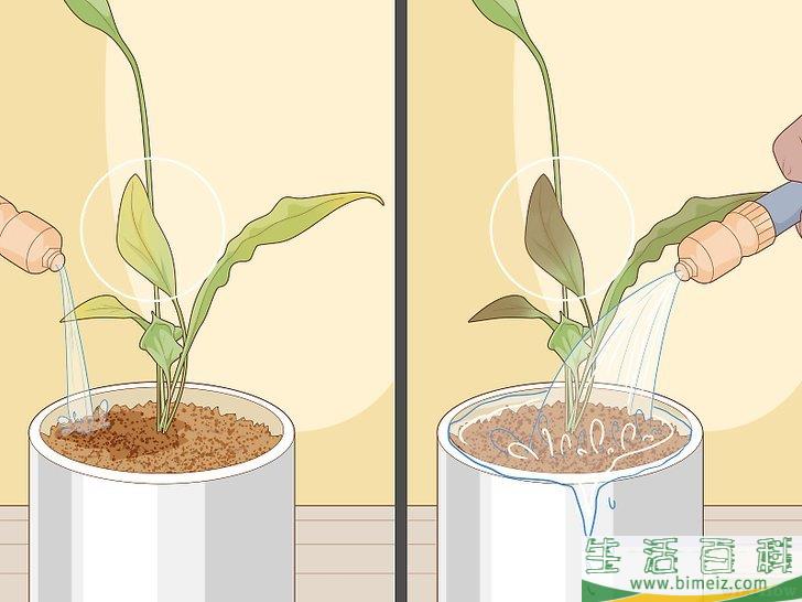 怎么照料白鹤芋