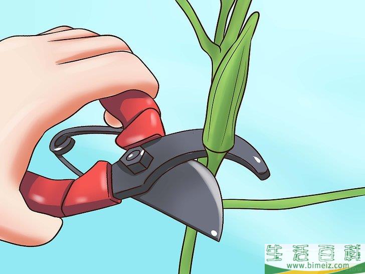 怎么种植秋葵