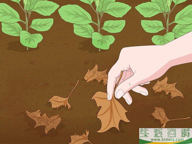 怎么使园林免受蜗牛侵害