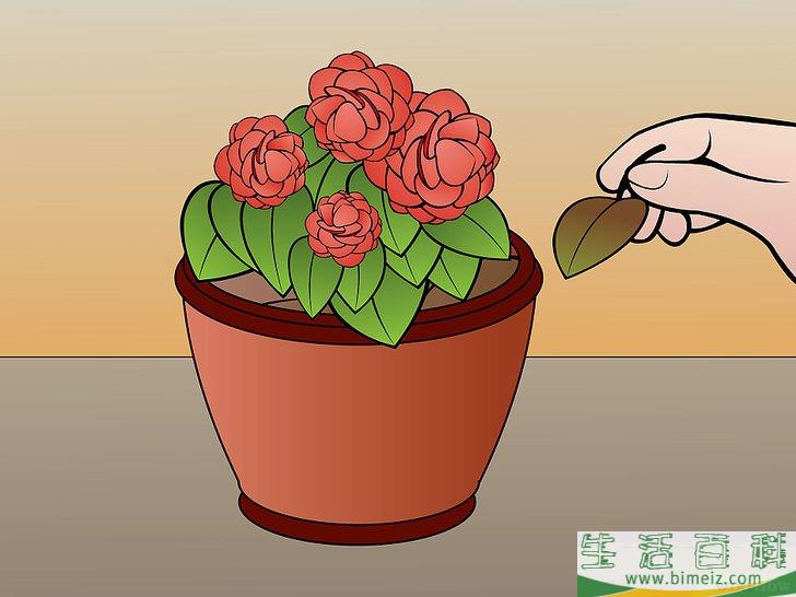 怎么种植秋海棠