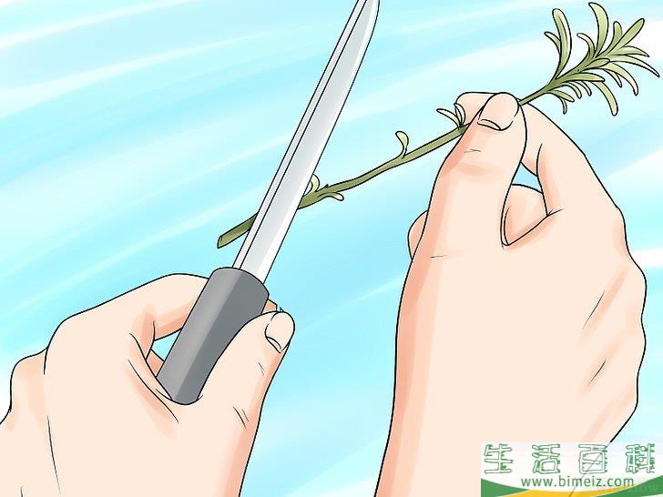 怎么种植合法的大麻