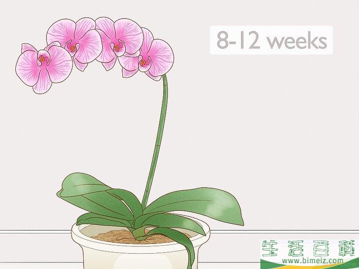 怎么修剪兰花