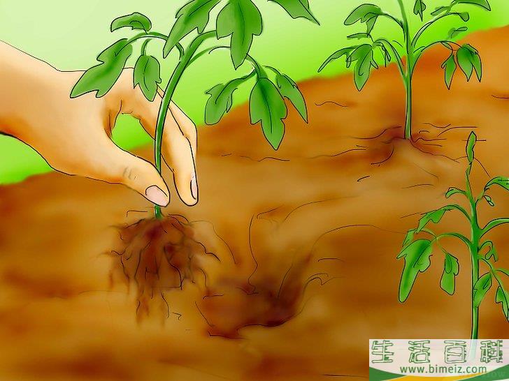 怎么用种子种植番茄
