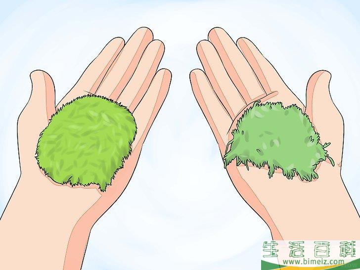 怎么种植苔藓