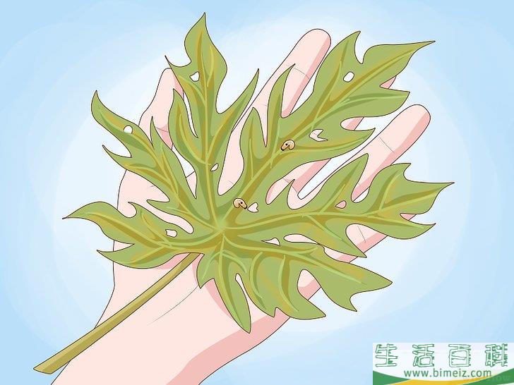 怎么种木瓜
