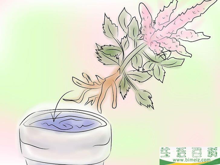 怎么种植落新妇