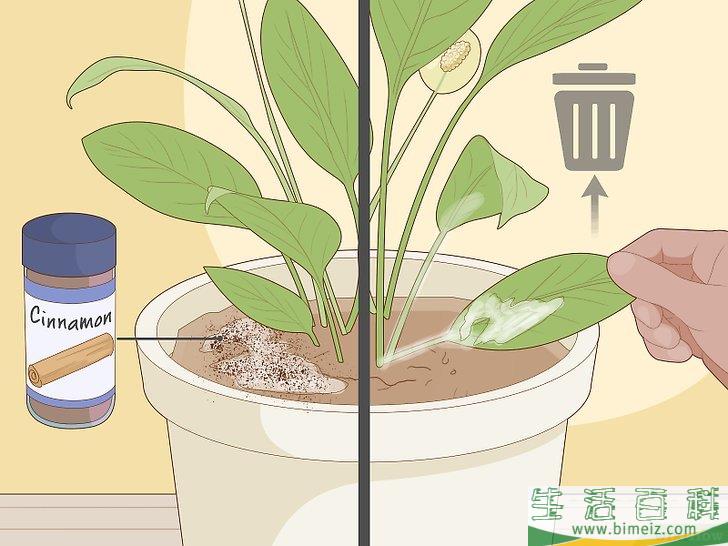 怎么照料白鹤芋