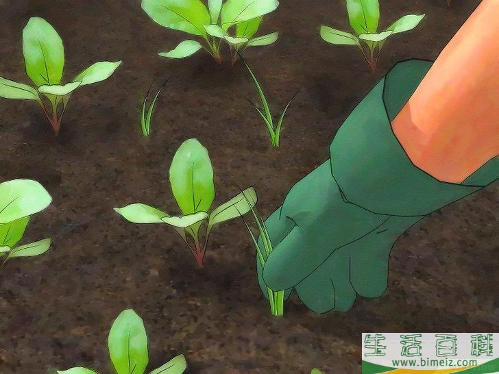 怎么种植萝卜