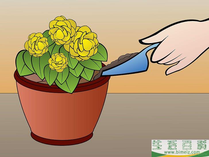 怎么种植秋海棠