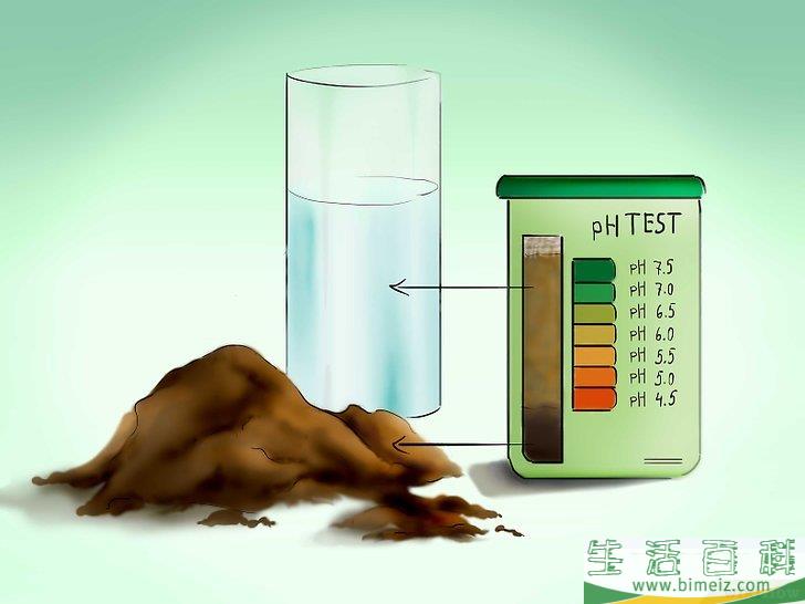 怎么用种子种植番茄