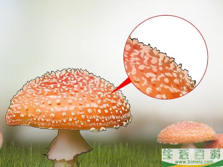 怎么辨认有毒野生菌