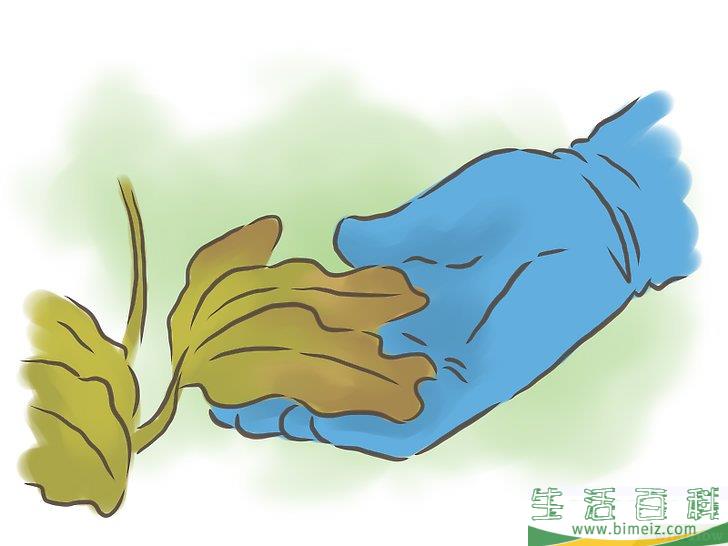 怎么种百香果