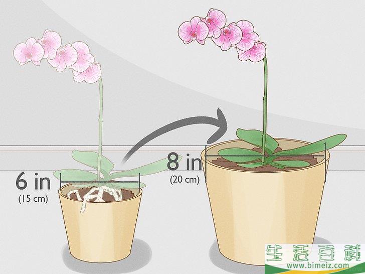 怎么修剪兰花