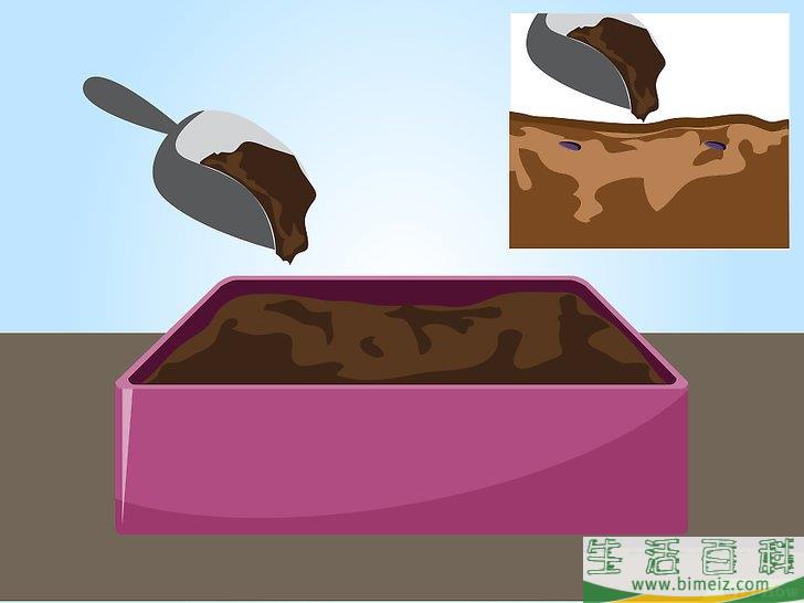 怎么用种子栽培薰衣草