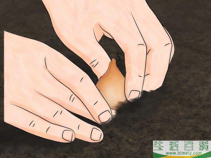 怎么储藏郁金香球茎