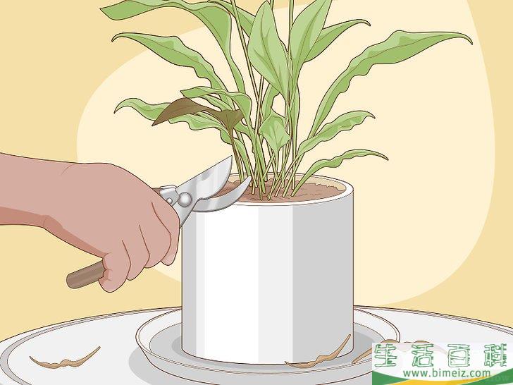 怎么照料白鹤芋