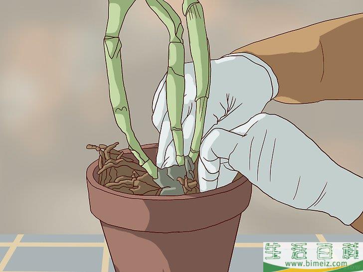 怎么换盆移栽兰花
