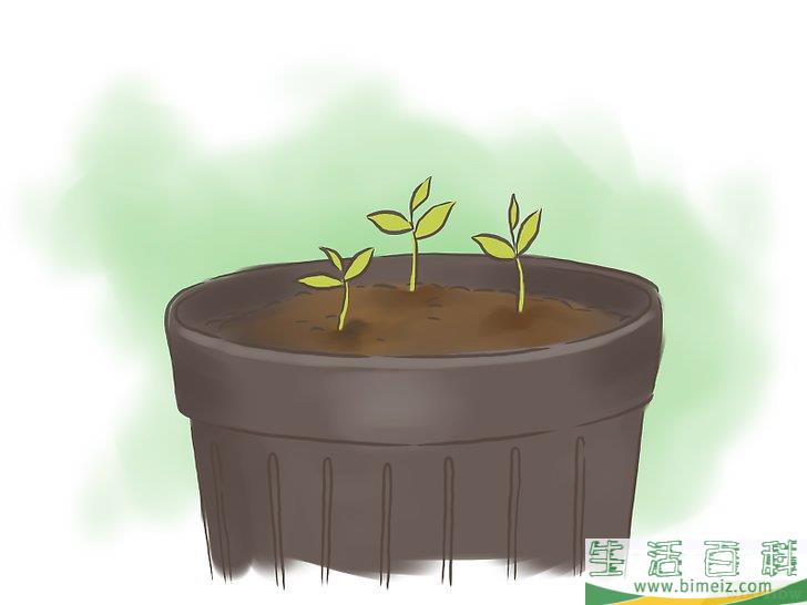 怎么种百香果