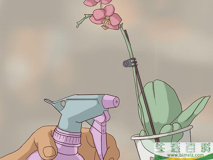 怎么换盆移栽兰花