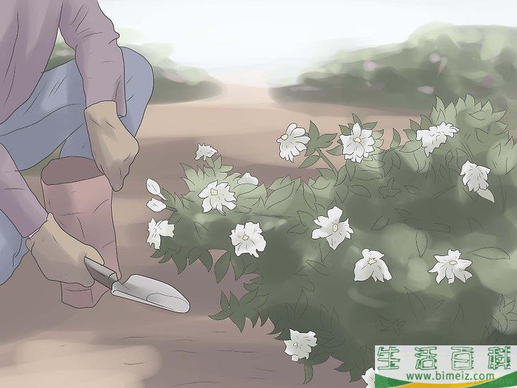 怎么栽种栀子花