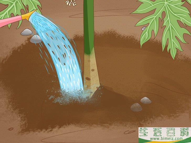 怎么种木瓜