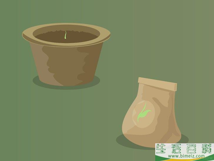 怎么种植医用大麻