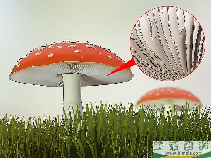 怎么辨认有毒野生菌