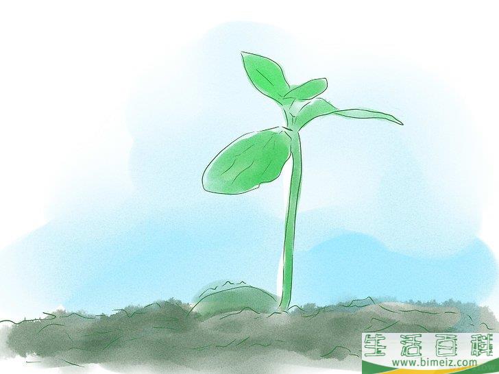 怎么用种子种植植物