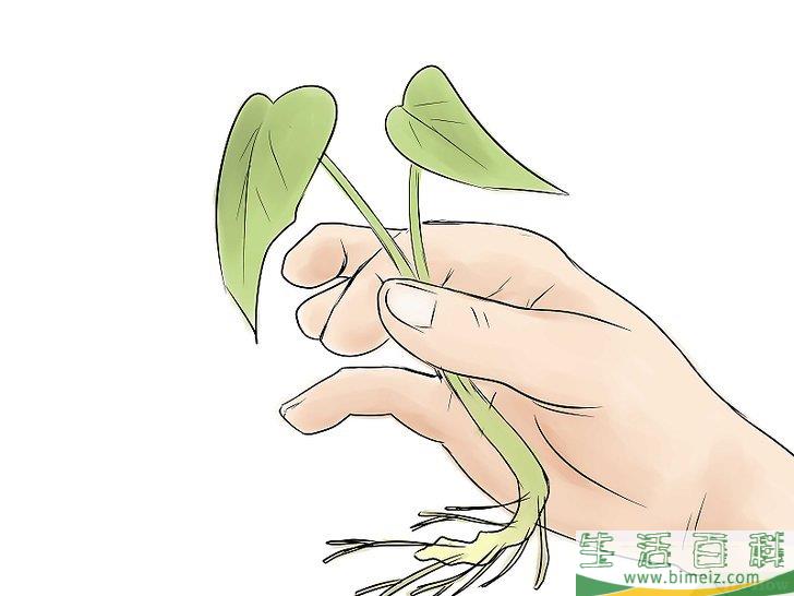 怎么种植红薯