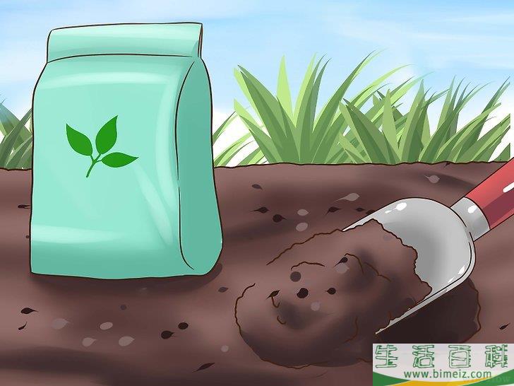 怎么种植秋葵