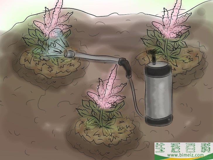 怎么种植落新妇