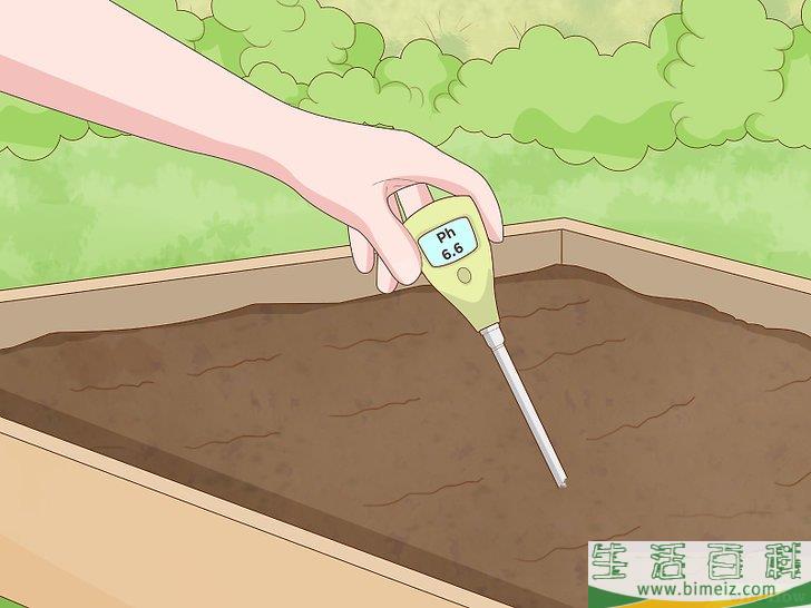 怎么种芹菜