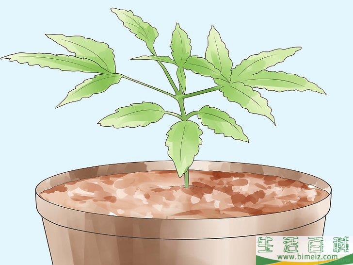 怎么种植合法的大麻