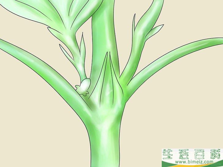 怎么种植合法的大麻