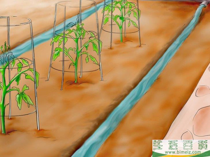 怎么用种子种植番茄